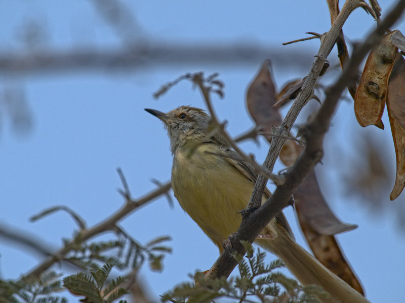 Okaukuejo, Bird